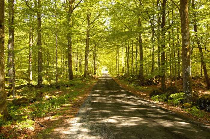 A sunlit forest road in Sweden