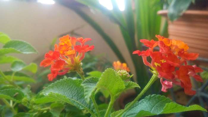 Orange and red Lantana flowers in a home garden