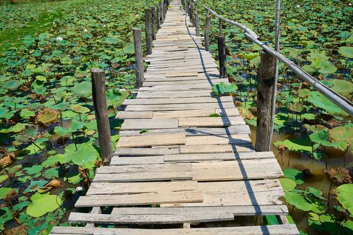 Wooden bridge over a lotus pond