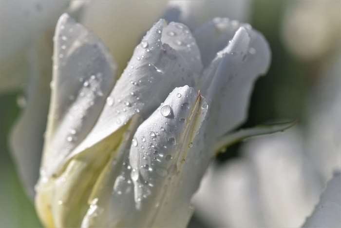 White tulip with water droplets 4K
