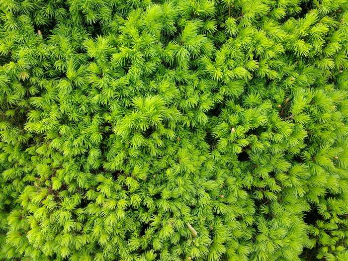 Close up of green conifer needles texture