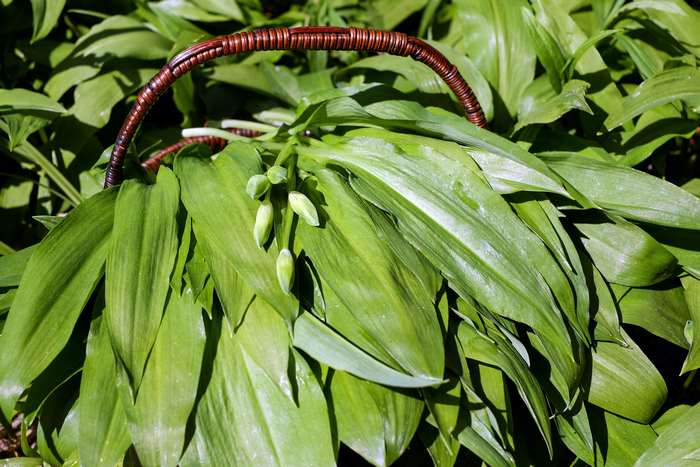 Wild garlic buds and leaves in a basket