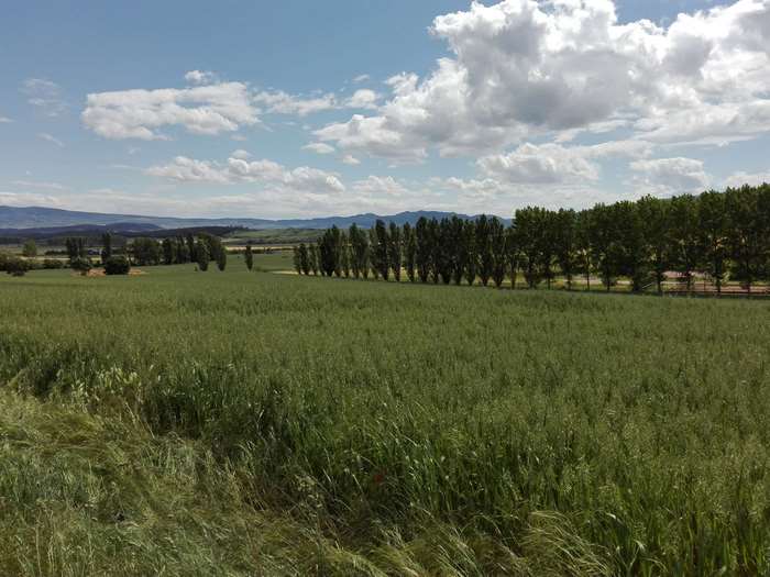 Wheat field with trees and clouds 4K