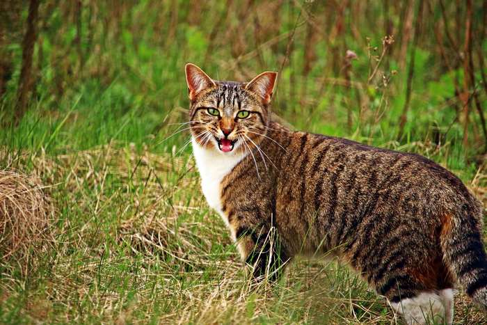 Tabby Cat Staring in a Grassy Field