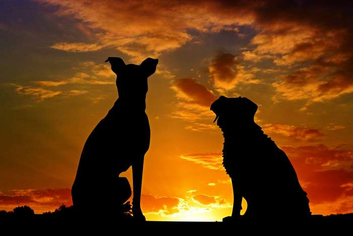 Two dogs silhouetted against a sunset sky