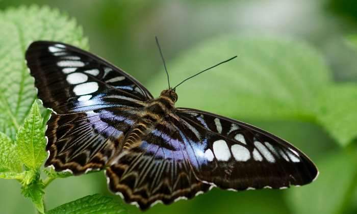 Close up of a colorful butterfly on a green leaf