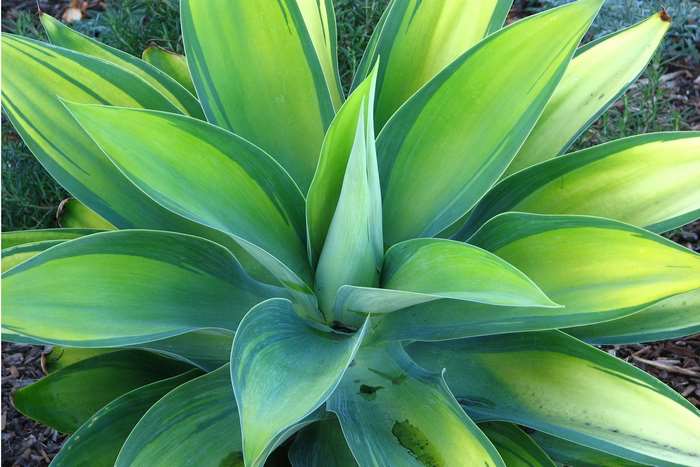 Variegated Agave plant with green and yellow leaves
