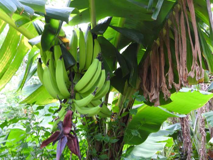 Green bananas on a banana tree in Isla Dometepe, Nicaragua 4K