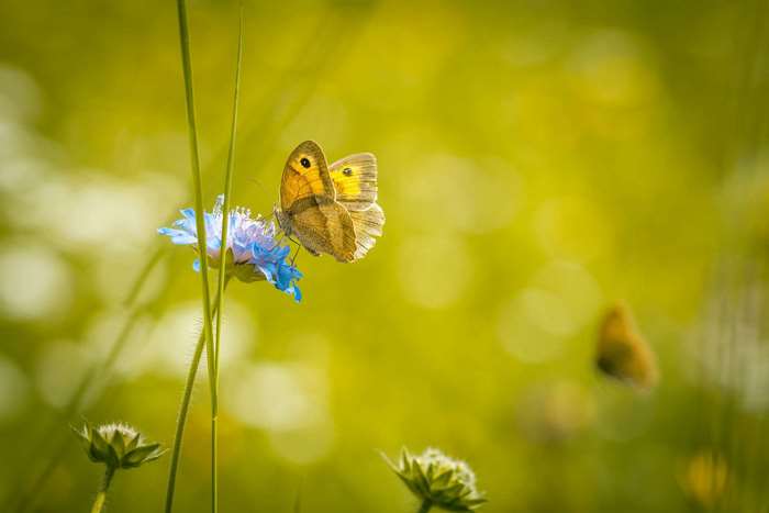 Brown butterfly on a blue flower in a meadow