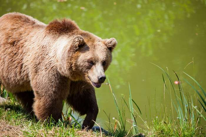 Grizzly bear walking by the water