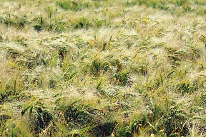 Field of ripening barley under sunlight