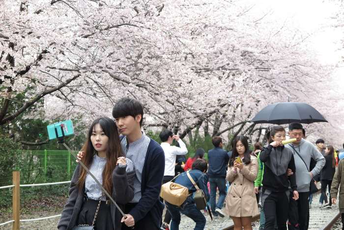 Couple taking a selfie under cherry blossoms in Korea