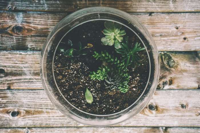 Terrarium with succulents on a wooden surface
