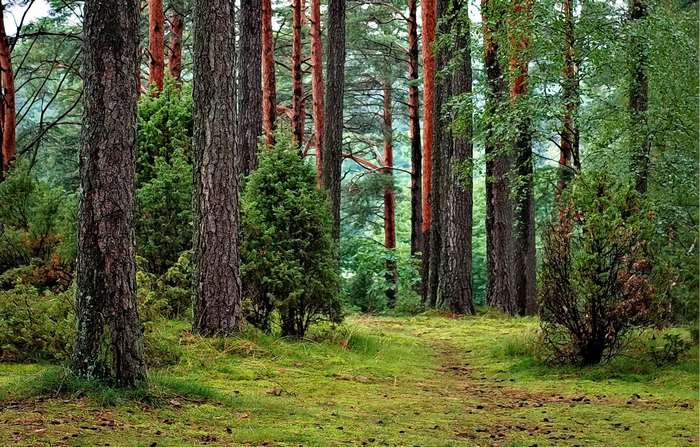 A path through a pine forest with green moss and grass