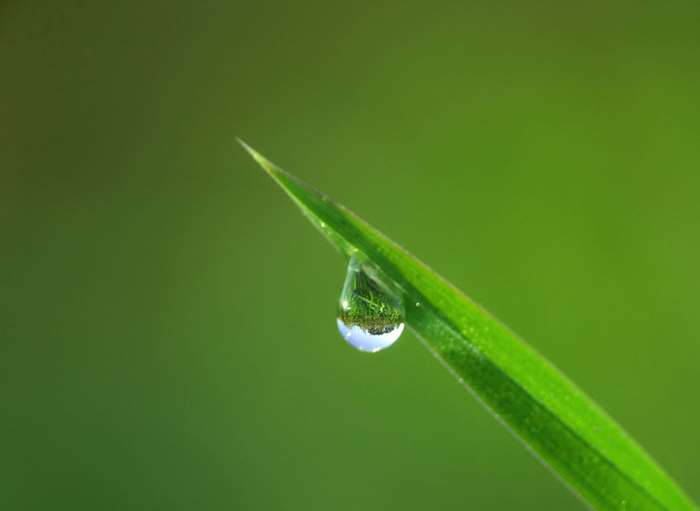 blade of grass, close up, dew, drip, drop, drop of water, droplet ...