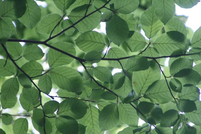 Green leaves and branches of a tree