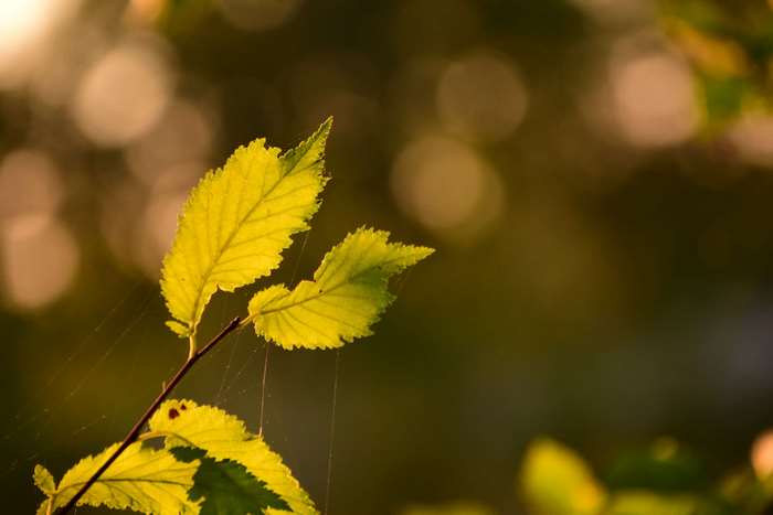Sunlit leaves with spider webs