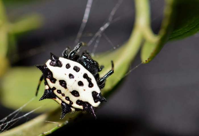 Spiny Orb Weaver Spider on a Plant