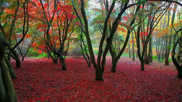 Forest floor covered in red autumn leaves with trees