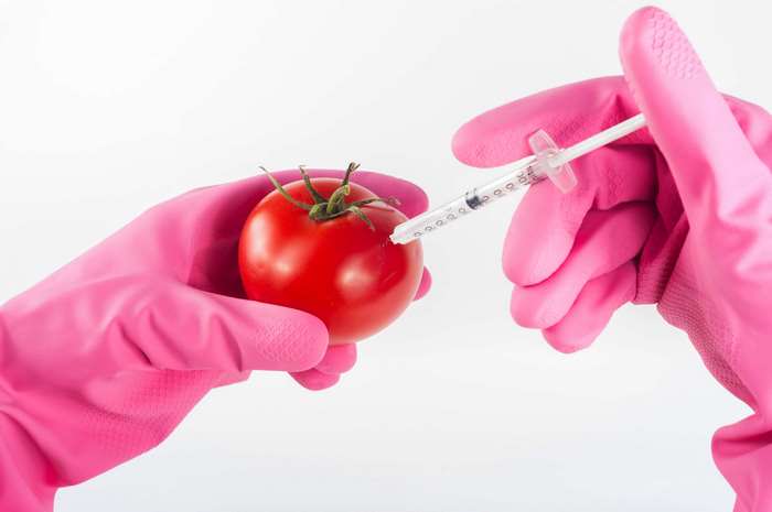 Hands in pink gloves injecting a tomato with a syringe