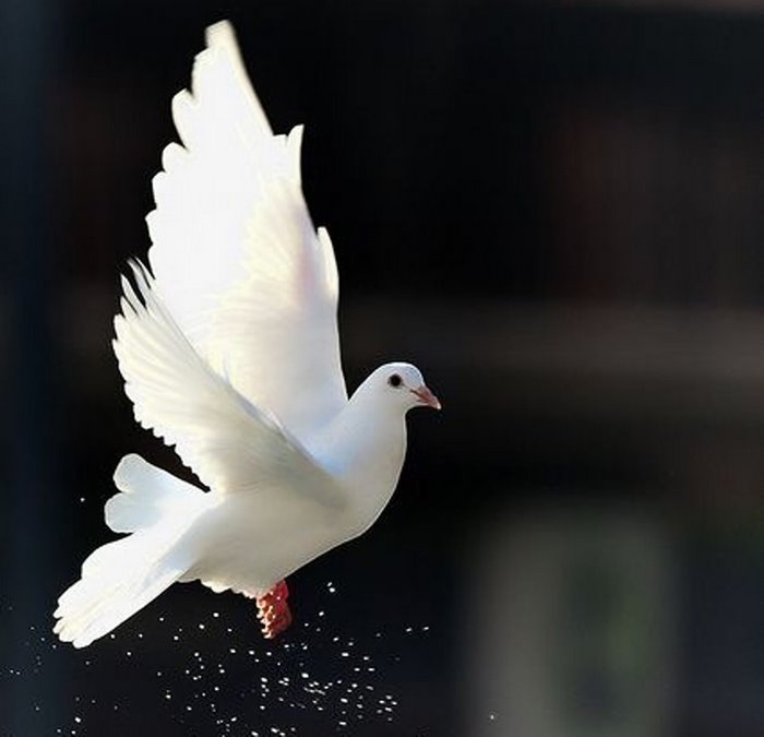 A white dove in flight with water droplets