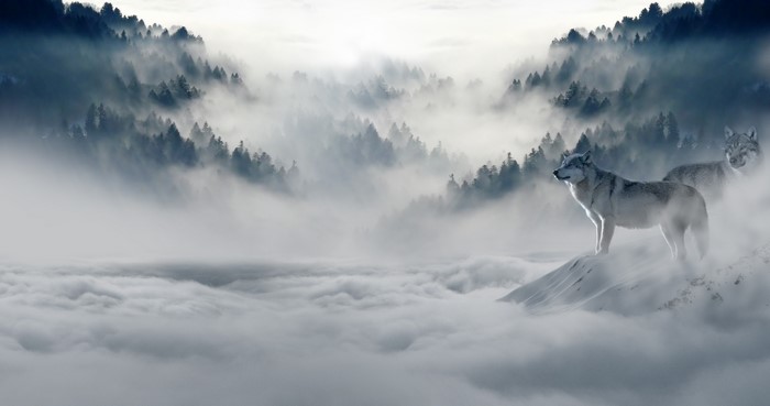 Two wolves in a foggy mountain landscape