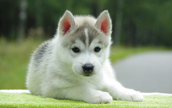 Adorable Husky Puppy Lying Calmly