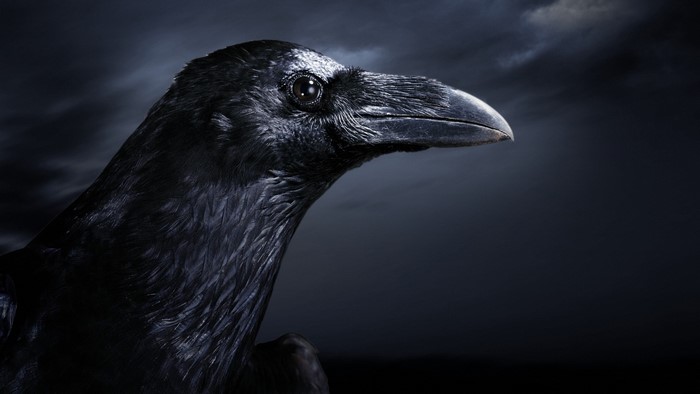 Close-Up Profile of a Mysterious Raven