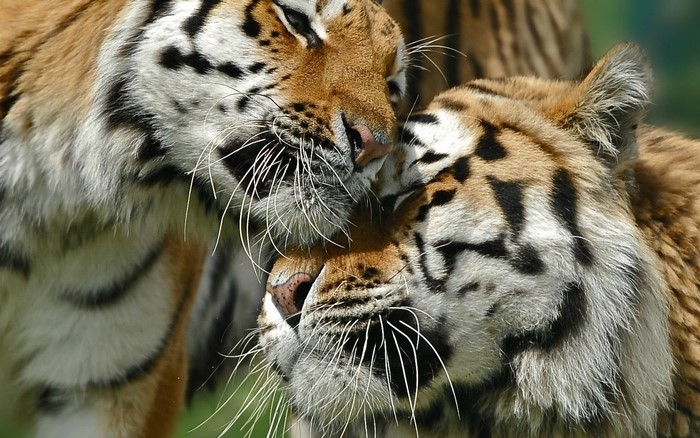Two tigers nuzzling closely