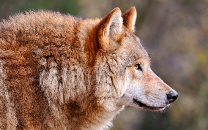 Wolf profile with brown fur