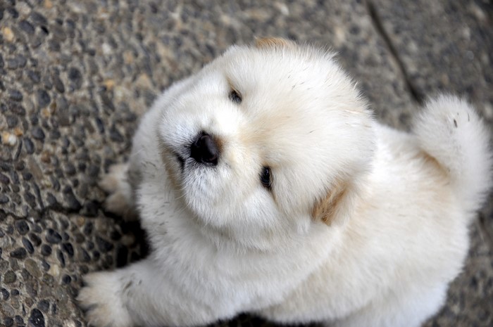 Adorable Fluffy Chow Chow Puppy Looking Up