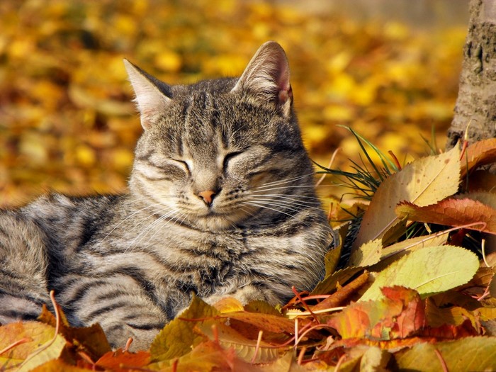 Tabby cat sleeping in autumn leaves