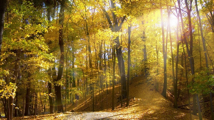 Sunlight filtering through autumn trees in a forest