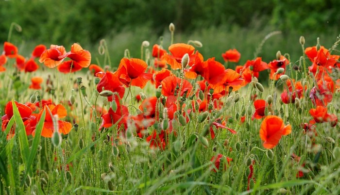 Field of red poppies in bloom