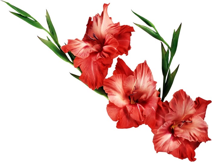 Red Gladiolus flowers with green leaves
