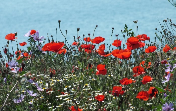 Vibrant Red Poppies and Daisies in Meadow by Water