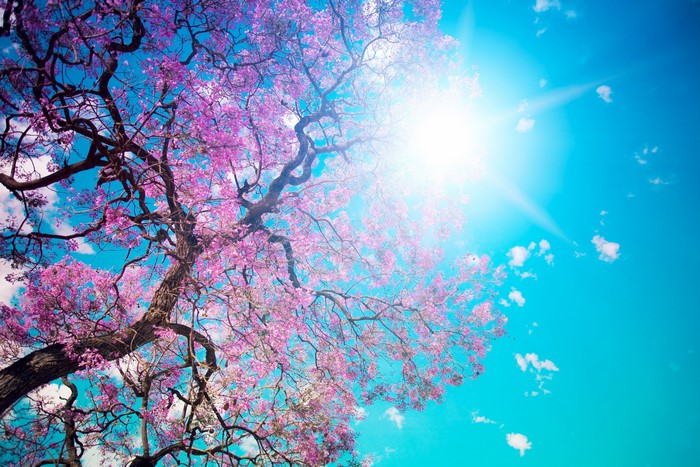 Blooming Jacaranda Tree Under Bright Sun