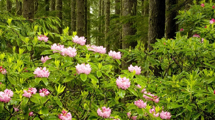 Pink rhododendrons bloom in a forest with tall trees