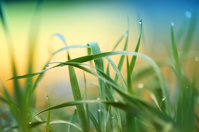 Morning Dew Drops on Green Grass 4K