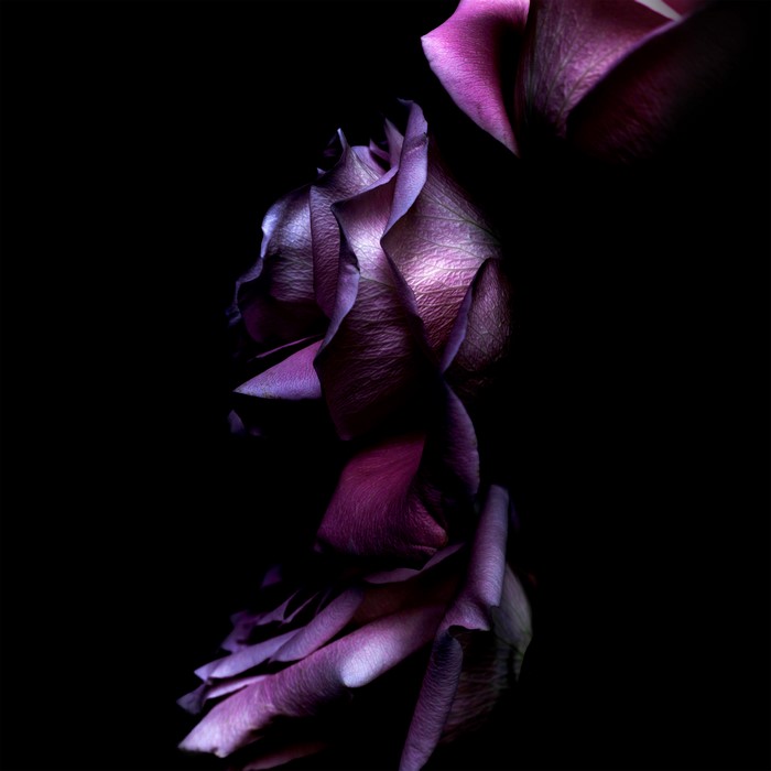 Purple rose petals in darkness