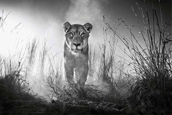 Lion in tall grass, black and white, 4K