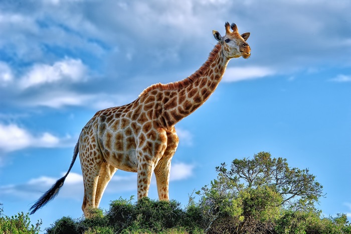 Giraffe standing on a grassy hill under a blue sky