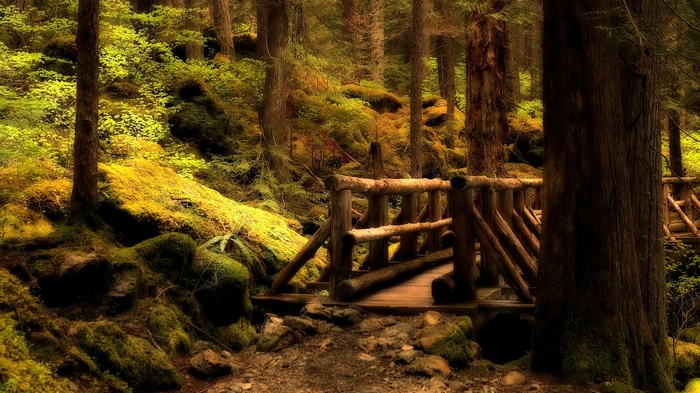 Wooden bridge in a mossy forest