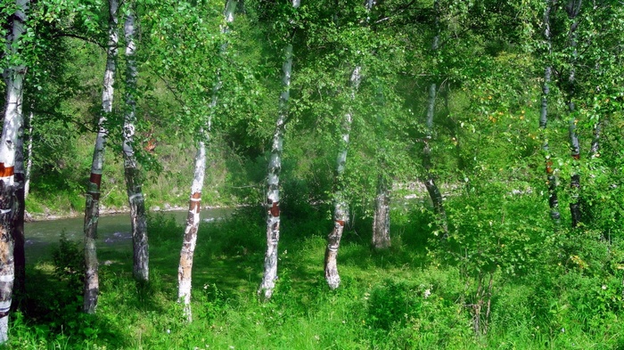 Birch trees by a river in a forest