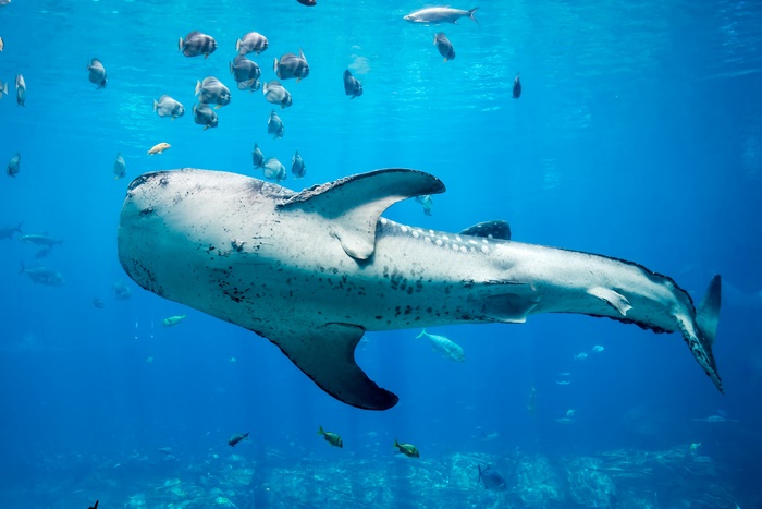 Whale Shark swimming with fish underwater