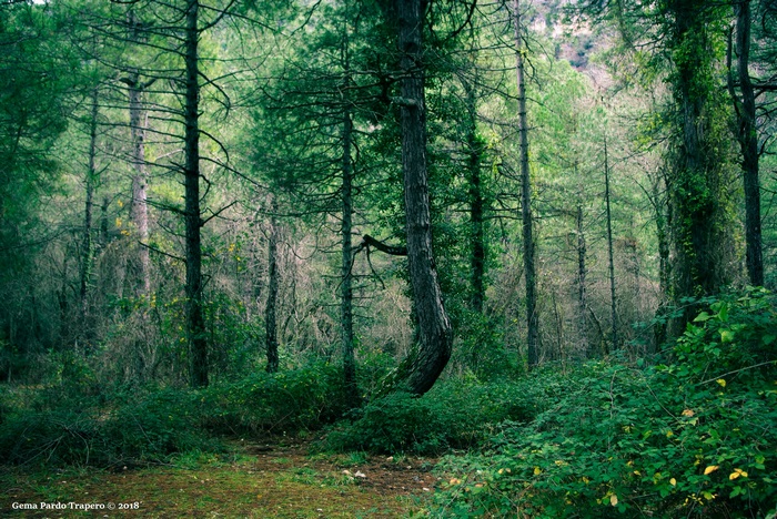 Dense forest with tall trees and lush greenery