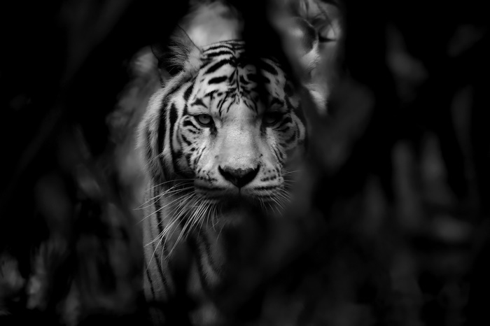 White Tiger in Black and White