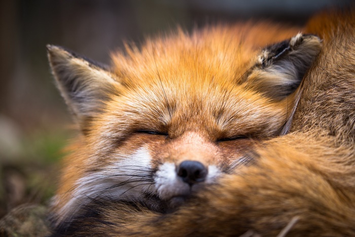 Sleeping fox in natural habitat