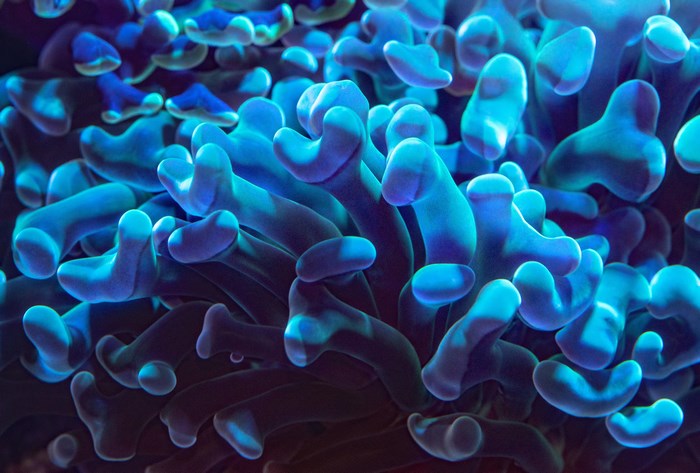 Blue coral reef sea life close-up