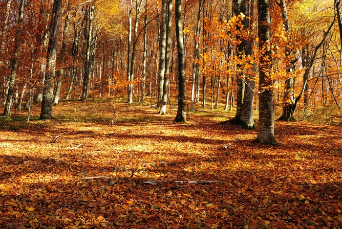 Autumn forest with fallen leaves
